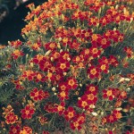 Tagetes tenuifolia(тонколистный) Paprika