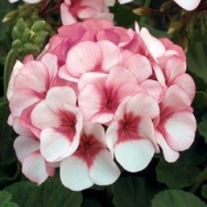 Pelargonium hortorum Maverick F1 Star