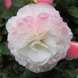 Begonia Nonstop Appplebiosson