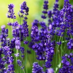 Lavandula angustifolia Ellegance Purple