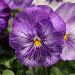 Viola MATRIX F1  Lavender Shades