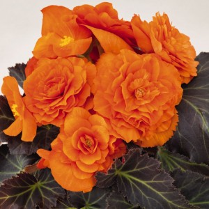 Begonia Nonstop Mocca Deep Orange