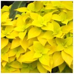 Coleus  Wizard Golden