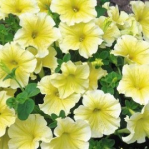 Petunia grandiflora Dolce F1 Limoncello