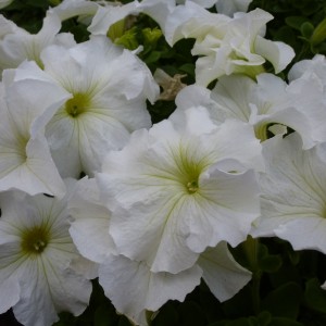 Petunia Tango F1 White