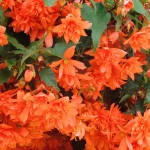 Begonia tubernybrida  Iiiumination F1 Orange