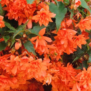 Begonia tubernybrida  Iiiumination F1 Orange