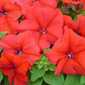 Petunia Limbo F1 Red