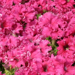 Petunia grandiflora Espresso Frappe  F1 Rose 