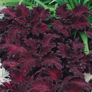 Coleus   Wizard Black Dragon