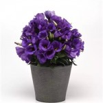 Eustona grandiflorum  Sapphire F1 Blue