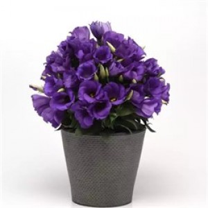 Eustona grandiflorum  Sapphire F1 Blue