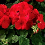 Pelargonium hortorum Maverick F1 Red