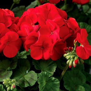 Pelargonium hortorum Maverick F1 Red