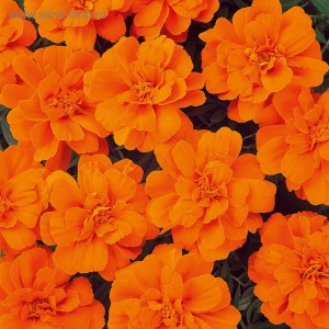 Tagetes patula Boy Orange