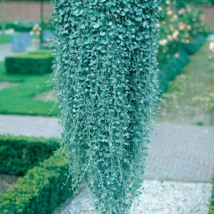 Dichondra Emerald Falis