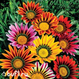 Gazania splendens Sunshine(смесь)  