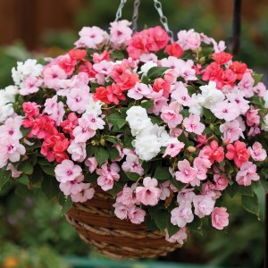 Impatiens walleriana F1 Athena Sweetheart mix(Бальзамин ампел,полумахровая смесь)