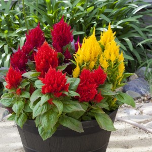 Celosia plumosa Fashion Look F1 mix