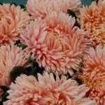 Callistephus chihensis(Астра) Chrisantella Flamingo at Sunset