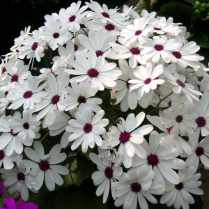 Cineraria cruentus/Pericallis cruenta F1 Star Wars White Shades (Цинерария)