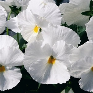 Viola MATRIX F1 White