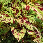 Coleus  Wizard  Mosaic