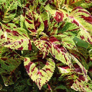 Coleus  Wizard  Mosaic