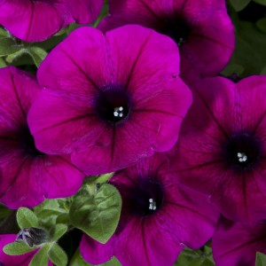 Petunia Limbo F1 Purple Petunia Limbo F1 Purple