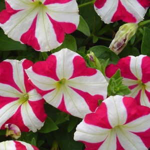 Petunia Lambada F1 Rose Star