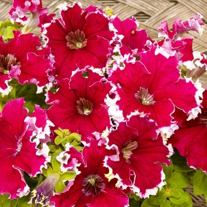 Petunia grandiflora Сan Can F1 Picotee Cherry Rose