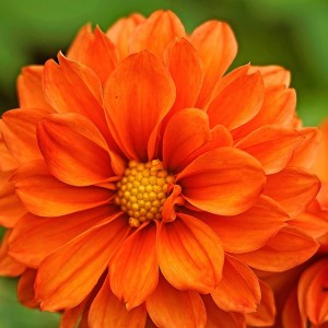 Dahlia hybrida Figaro Orange Shades