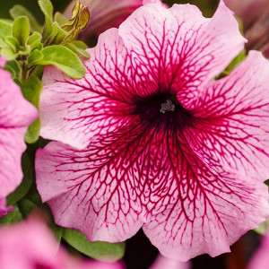 Petunia Limbo F1 Orchid Veined Petunia Limbo F1 Orchid Veined