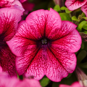Petunia Limbo F1 Plum Petunia Limbo F1 Plum