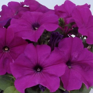 Petunia Limbo F1 Violet Petunia Limbo F1 Violet