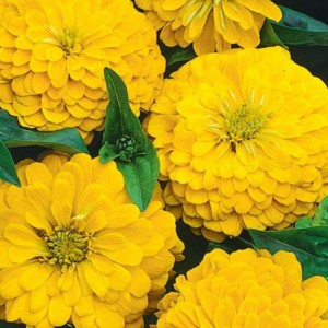 Zinnia elegans Lilliput Yellow