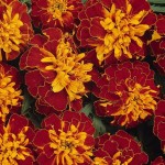 Tagetes patula Boy Harmony