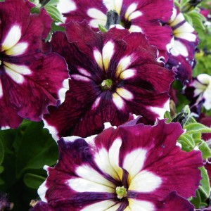 Petunia grandiflora Сan Can F1 Harleguin Burgundy