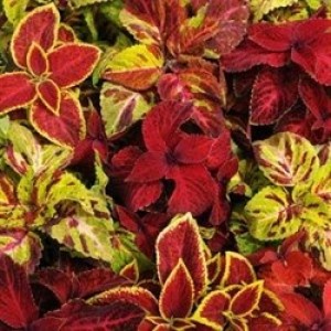Coleus mix(Колеус смесь ярких окрасок)