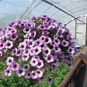 Petunia ампельная F1 Tidal Wave Silver 