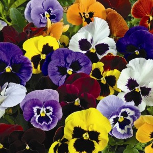 Viola Swiss Giants mix(Виола смесь)