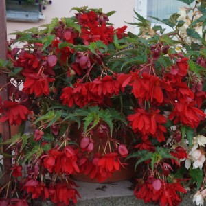 Begonia tubernybrida  Iiiumination F1 Scarlet