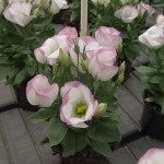 Eustona grandiflorum  Sapphire F1 Pink Rim