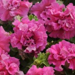 Petunia grandiflora Cascade Double F1 Pink