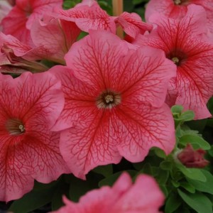 Petunia Limbo F1 Peach Petunia Limbo F1 Peach