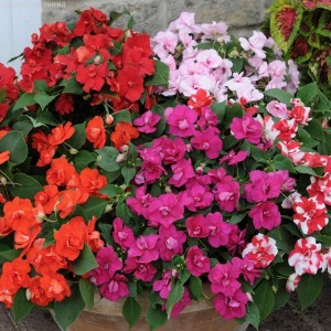 Impatiens walleriana F1 Athena Formula mixed(Бальзамин ампел,полумахровая смесь)