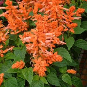 Salvia splendens Sizzler Salmon