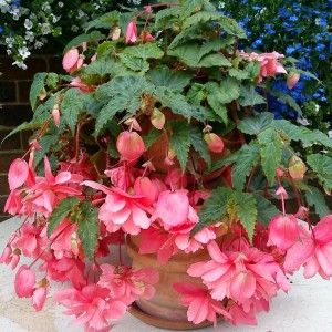 Begonia tubernybrida  Iiiumination F1 Rose