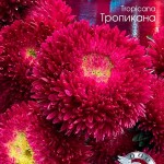 Callistephus chihensis(Астра) Chrisantella Tropicana