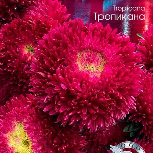 Callistephus chihensis(Астра) Chrisantella Tropicana